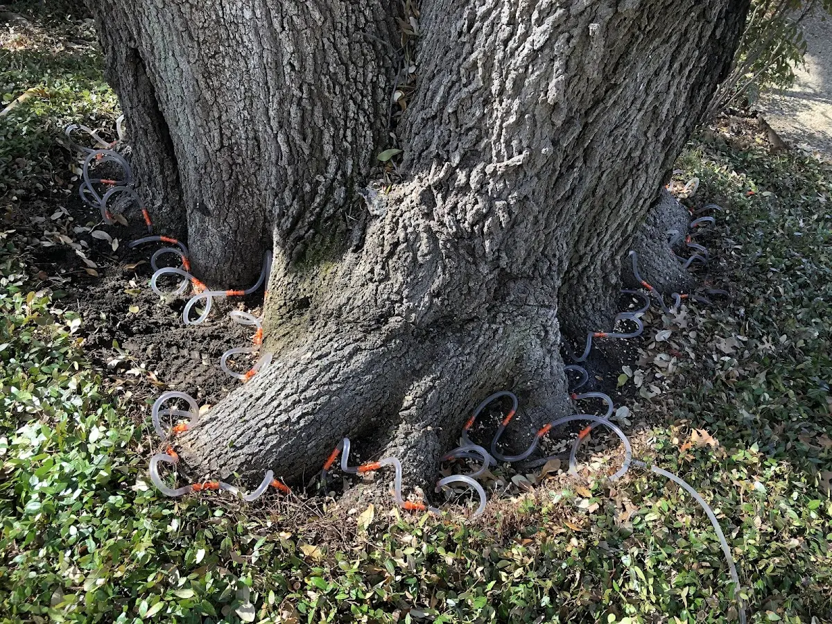 Detailed Tree Cabling and Bracing job site in Lowden