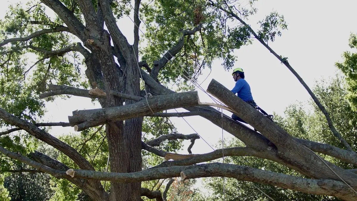 Professional Crown Thinning performed by certified arborists in Lowden