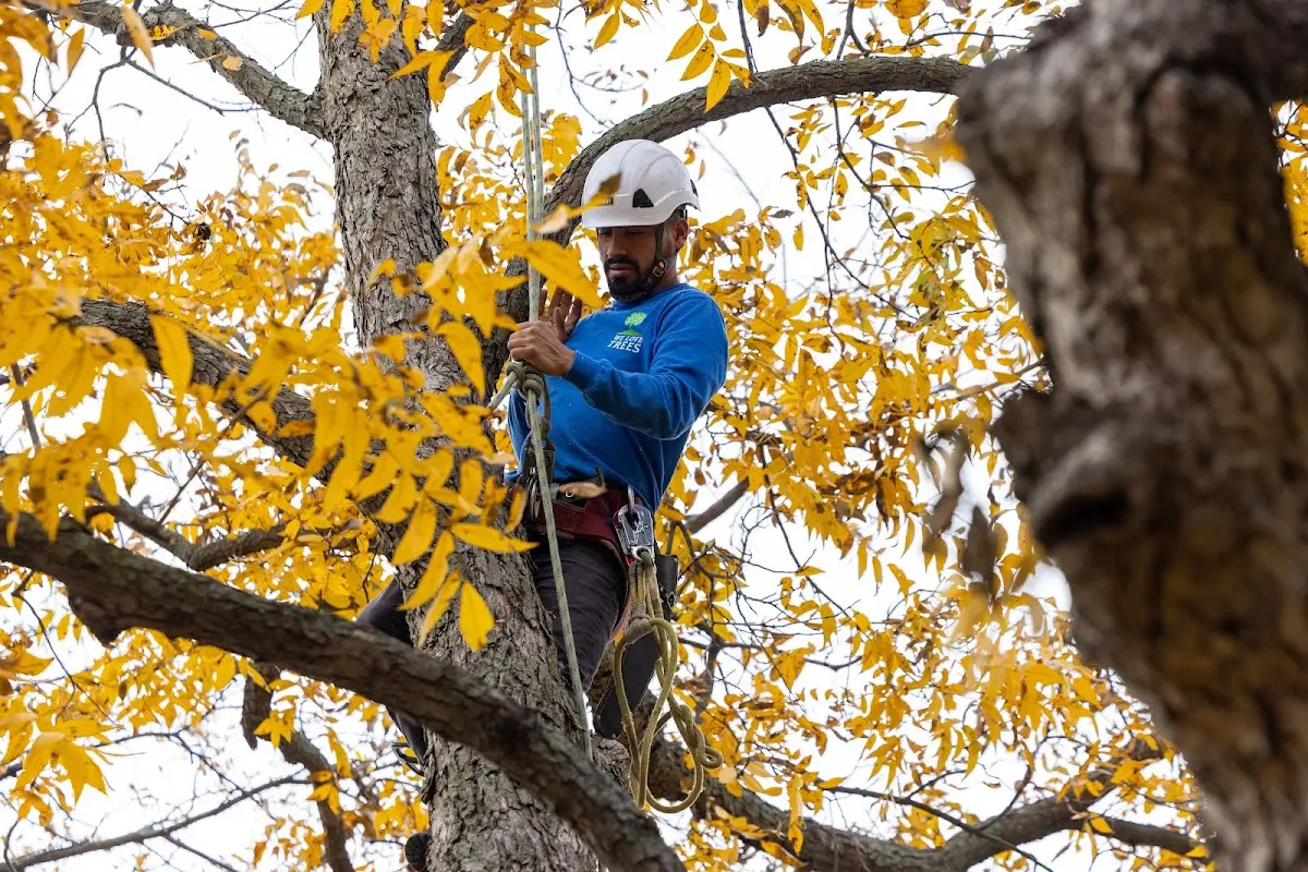 Skilled Tree Pruning crew working in Lowden